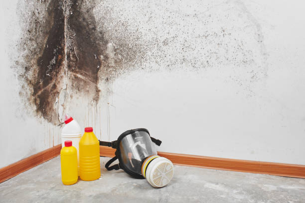 Best Black Mold Remediation in West Sand Lake, NY