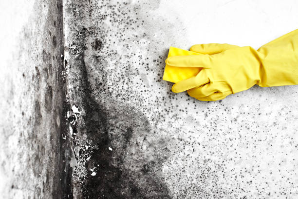 Best Insurance-Related Mold Remediation in West Sand Lake, NY