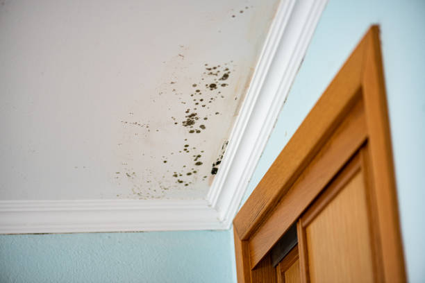 Best Insurance-Related Mold Remediation in West Sand Lake, NY