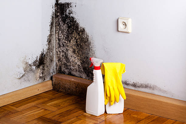 Best Emergency Mold Remediation in West Sand Lake, NY